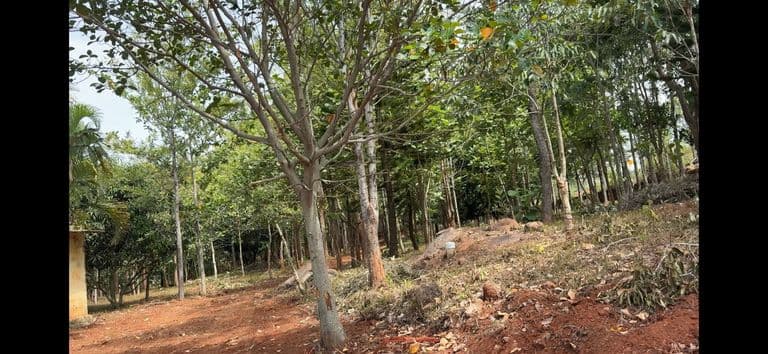 Scenic green property with trees in Yelagiri Hills