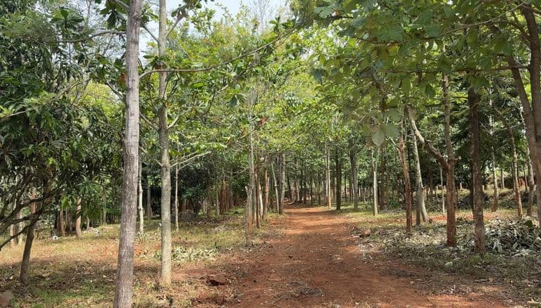 Scenic green property with trees in Yelagiri Hills